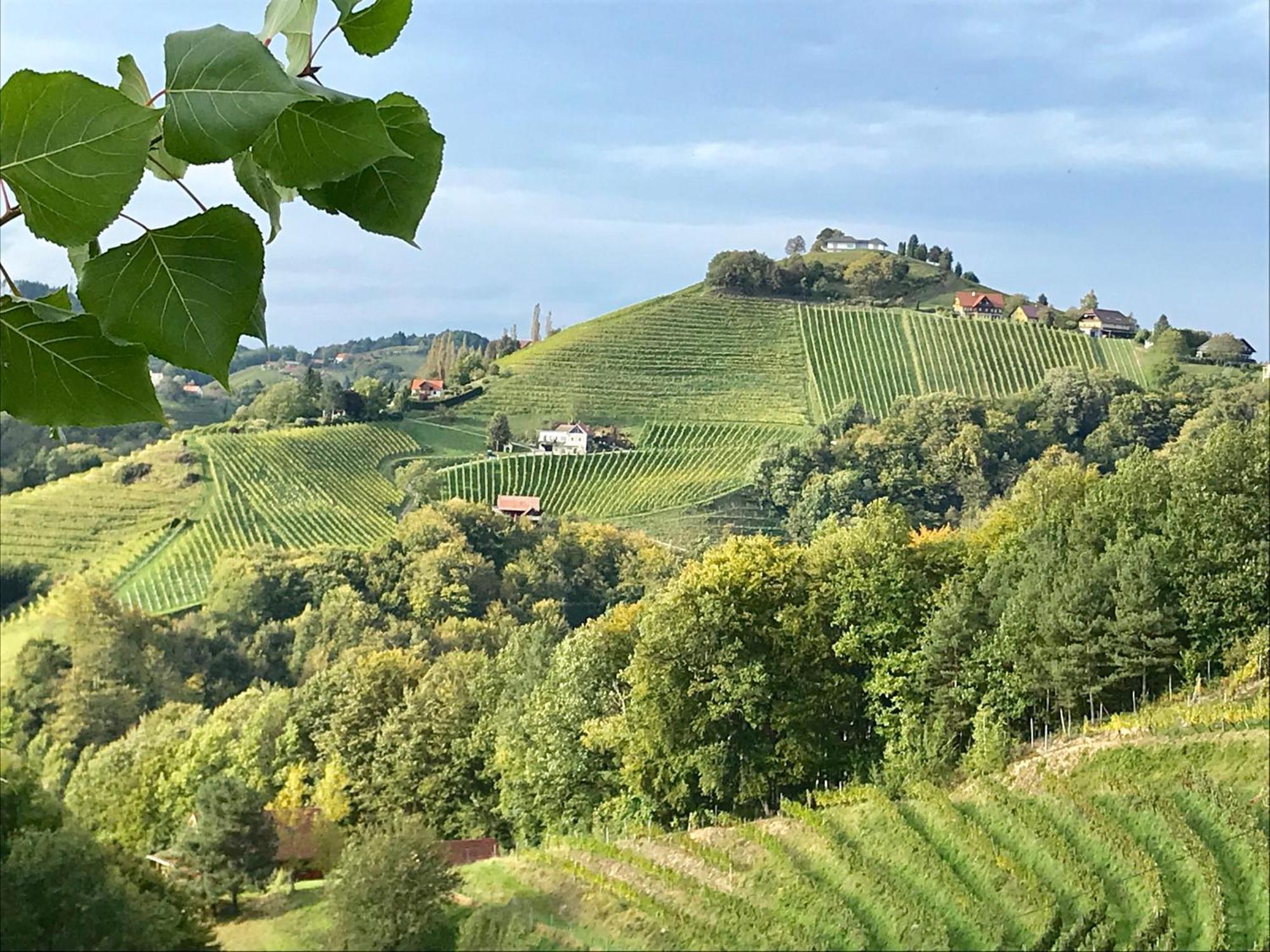 Sausalblick * Großklein
